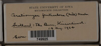 Ceratiomyxa fruticulosa var. fruticulosa image